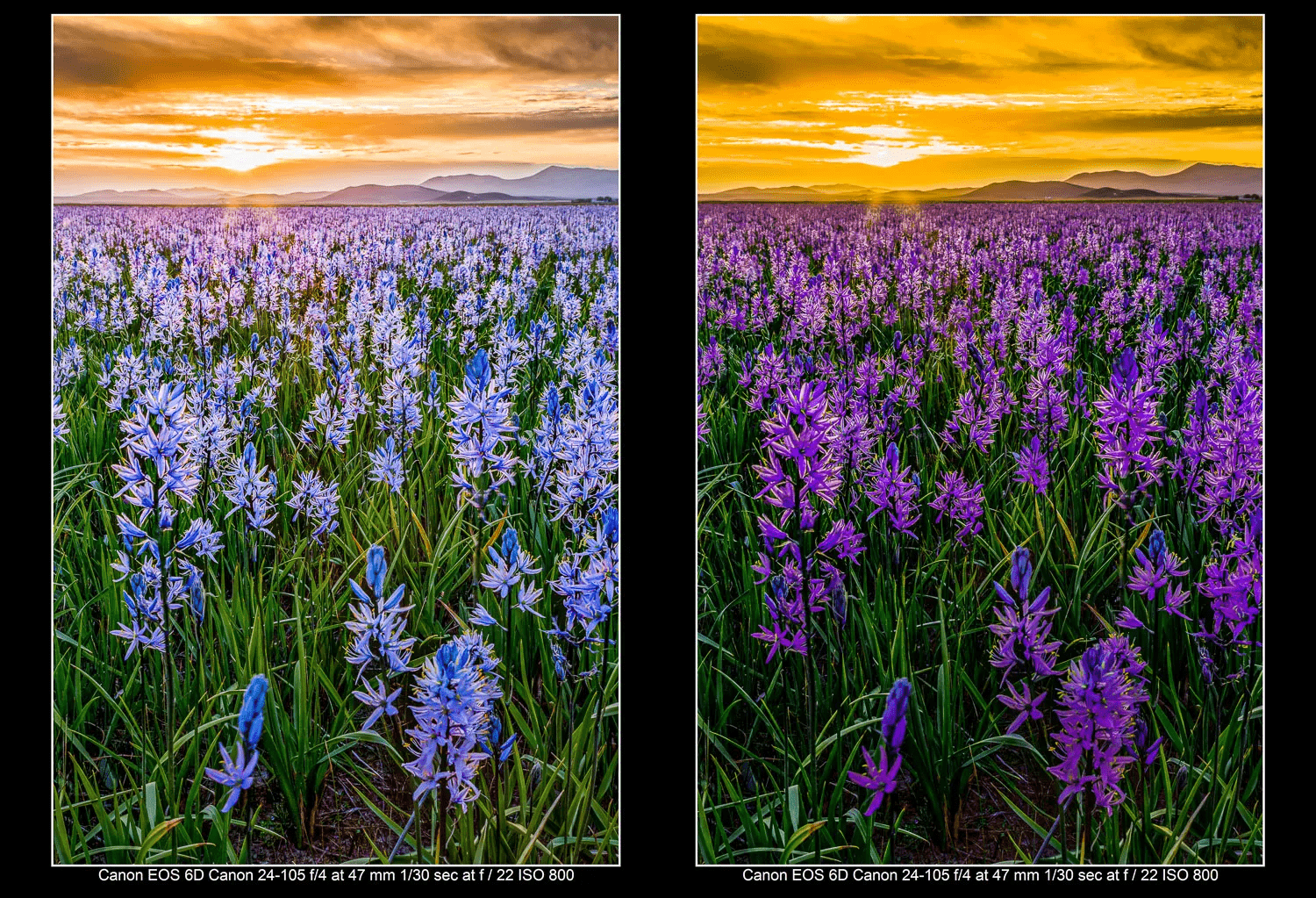 side by side image of the same photo with different hues to show Color Theory