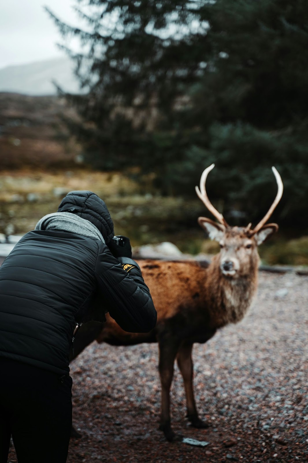 photographer and wildlife 