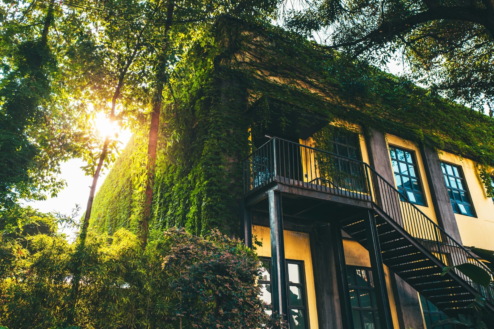 picture of house taken over by plants